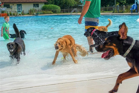 Multiple dogs playing in a pool on a sunny day