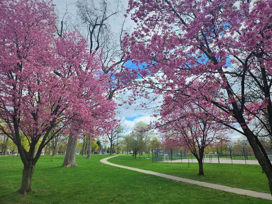 Spring blossoms at Lincoln Park