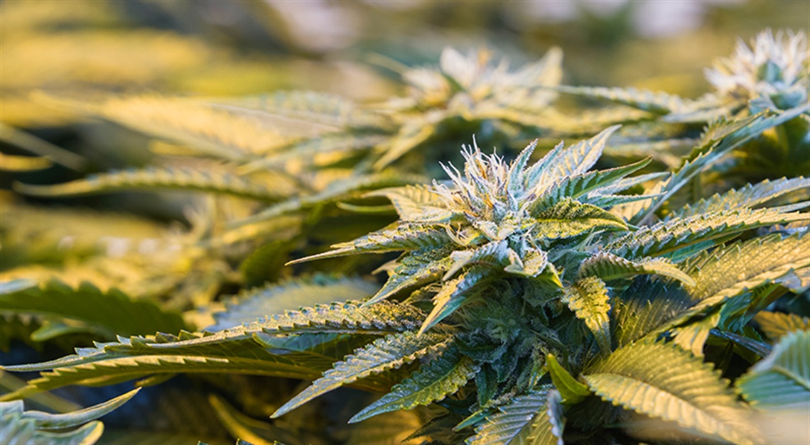 Weed Equity Graphic 1 alt.png