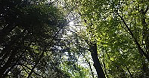 AmanForest.jpg