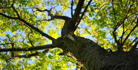 Header image for forestry
