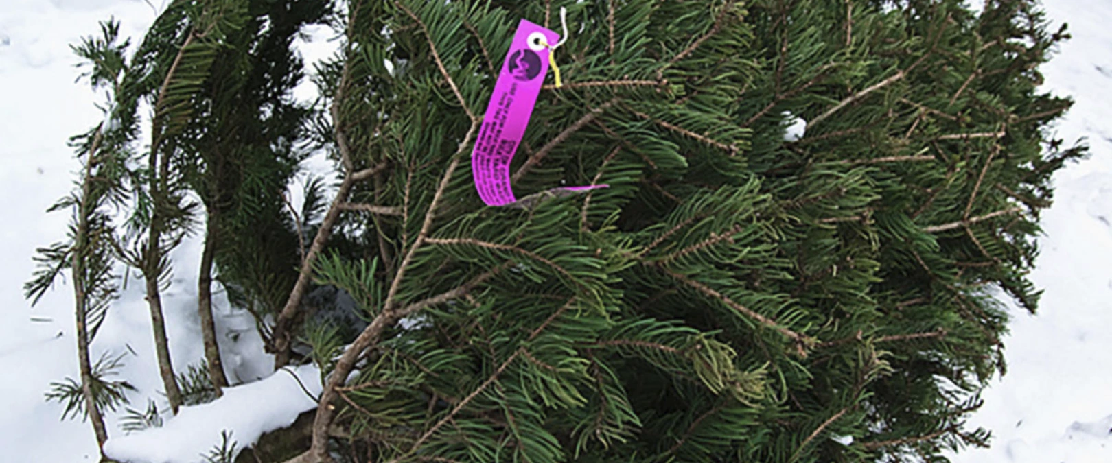 image of christmas Tree with yard tag on it