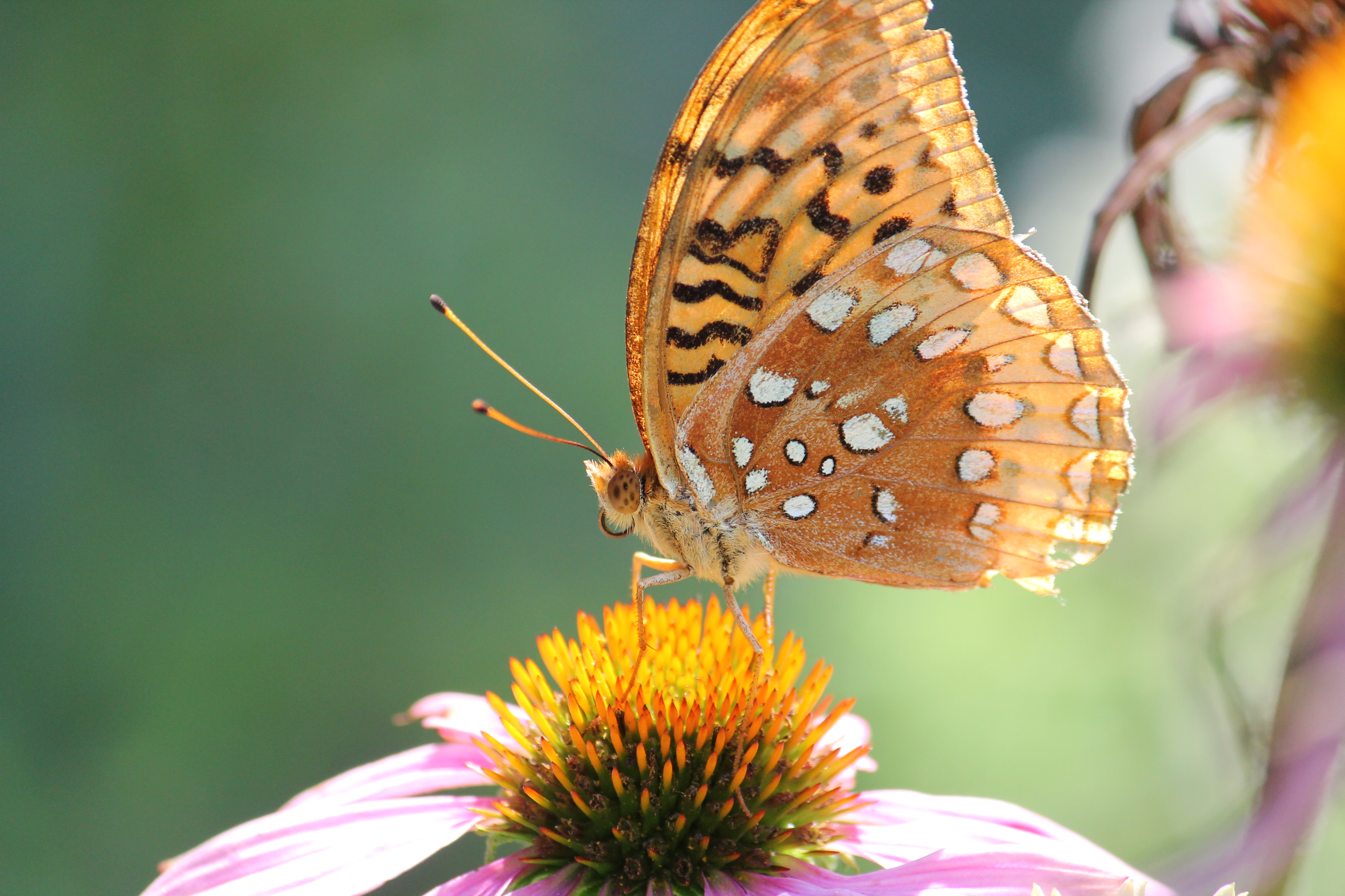 photo credit: Native Edge, Wes Landon (date unknown)